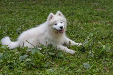 Samoyed - güzel bir Sibirya beyaz köpeği cinsi. Dört aylık köpek yavrusu yürüyüşe çıktı..