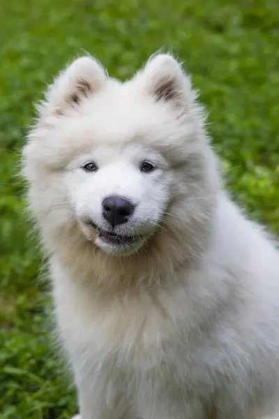 Samoyed Uma Bela Raça Cão Branco Siberiano Filhote Cachorro Quatro — Fotografia de Stock