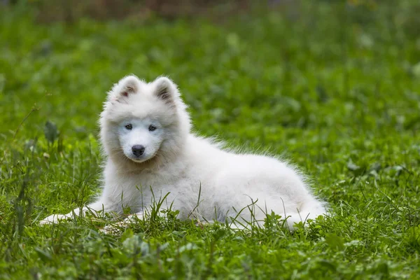 萨莫伊德 一种美丽的西伯利亚白狗 四个月大的小狗在散步 — 图库照片