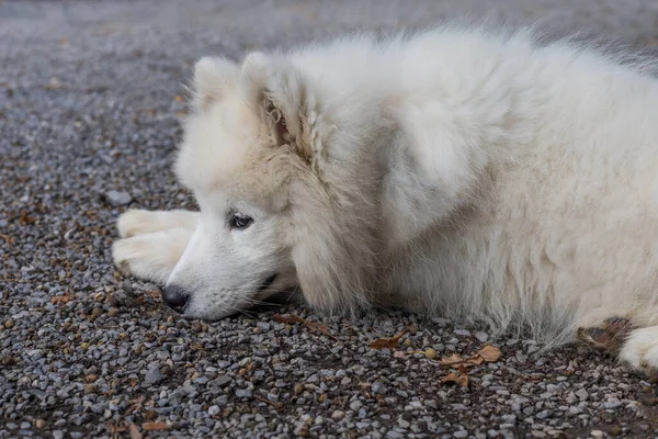 사모예드 시베리아 아름다운 산책에 강아지 — 스톡 사진