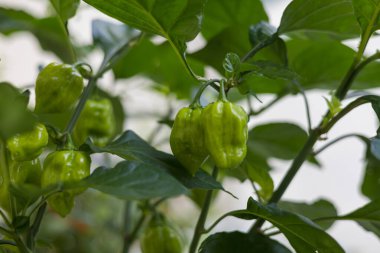 Sıcak Habanero biberi. Balkon çiçeği. Balkonda yetişen yeşil bir bitki..