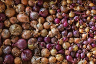 Bahçe sebzeleri Soğanlar bir sandığa serpilmiş. Güzel olgun meyveler. Yukarıdan Fotoğraf - Flatlay Fotoğraf