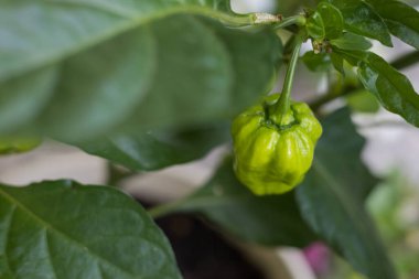Sıcak Habanero biberi. Balkon çiçeği. Balkonda yetişen yeşil bir bitki..