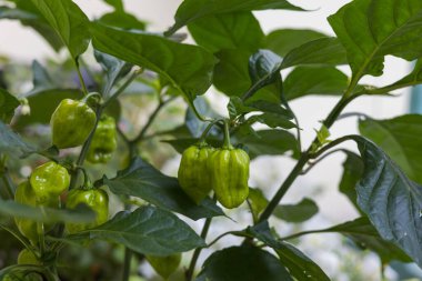 Sıcak Habanero biberi. Balkon çiçeği. Balkonda yetişen yeşil bir bitki..