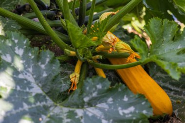 Bahçe meyvesi Farklı renkte balkabağı yetiştiren sebzeler..