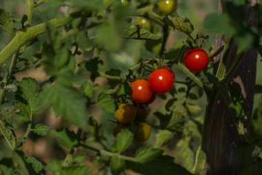 Bahçe meyvesi Çiçeklikte kırmızı ve sarı domatesler.