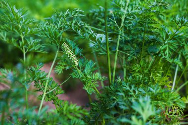Bahçe sebzeleri Bahçe yatağında yeşil bir demet havuç. Aşağıda büyük bir tırtıl var..