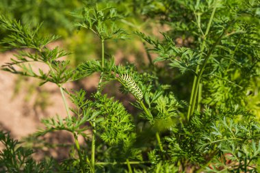 Bahçe sebzeleri Bahçe yatağında yeşil bir demet havuç. Aşağıda büyük bir tırtıl var..