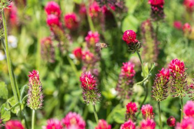 Tarımsal mahsul Kırmızı Yonca 'nın vücut bulmuş hali - Trifolium incarnatum sahada.