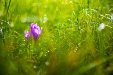 Ocun - Colchicum - yeşil çimenlikteki çayırda renkli bir çiçek. Fotoğrafta eski bir merceğin yarattığı güzel bir resim var..