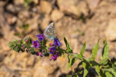 Yeşil çayır arka planında açan pembe çayır çiçeği..