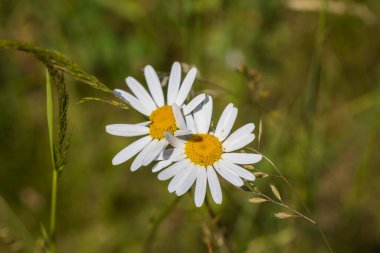 Daisy yeşil çayırda. Sarı merkezli beyaz yapraklar..