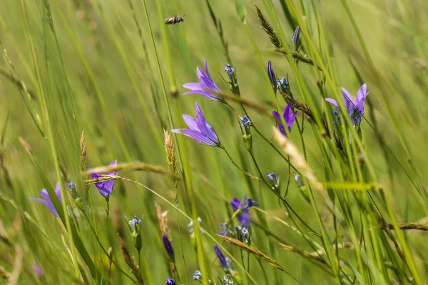 Bir Sapta Üst Üste Beş Mavi Çan Çiçeği Etrafta Yeşil — Stok fotoğraf