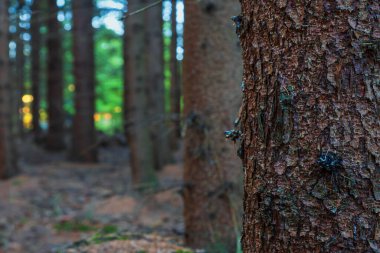 Orman manzarası. Kozalaklı ağaçlar ve açıklıklar. Ağaçların arasından gün ışığı.
