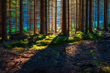 Orman manzarası. Kozalaklı ağaçlar ve açıklıklar. Ağaçların arasından gün ışığı.