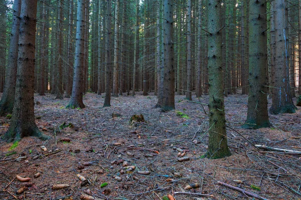 Skogslandskap Barrträd Och Gläntor Solljus Genom Träden — Stockfoto