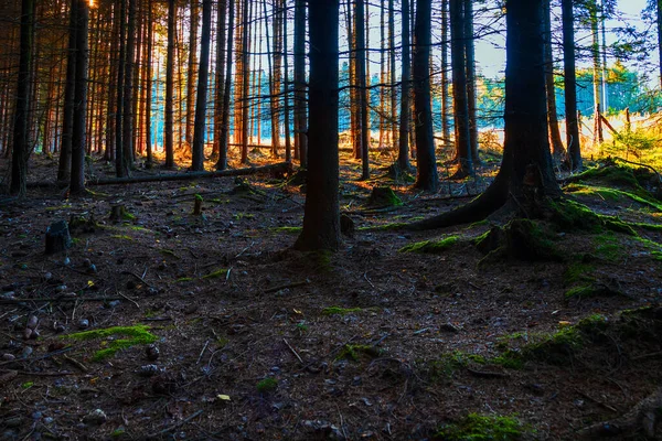 나무와 지우개 나무를 — 스톡 사진