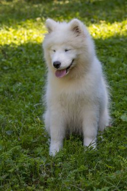 Samoyed - güzel bir Sibirya beyaz köpeği cinsi. Dört aylık köpek yavrusu yürüyüşe çıktı..