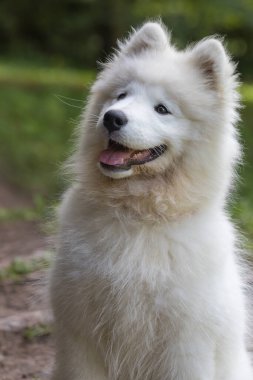 Samoyed - güzel bir Sibirya beyaz köpeği cinsi. Dört aylık köpek yavrusu yürüyüşe çıktı..