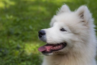 Samoyed - güzel bir Sibirya beyaz köpeği cinsi. Dört aylık köpek yavrusu yürüyüşe çıktı..
