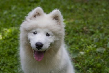 Samoyed - güzel bir Sibirya beyaz köpeği cinsi. Dört aylık köpek yavrusu yürüyüşe çıktı..