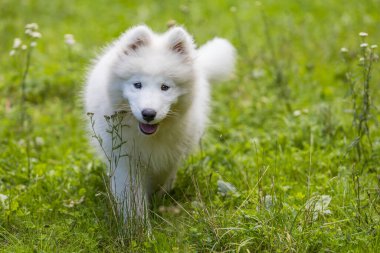 Samoyed - güzel bir Sibirya beyaz köpeği cinsi. Dört aylık köpek yavrusu yürüyüşe çıktı..