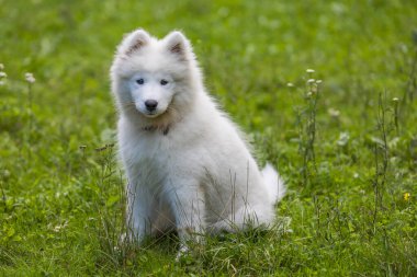 Samoyed - güzel bir Sibirya beyaz köpeği cinsi. Dört aylık köpek yavrusu yürüyüşe çıktı..