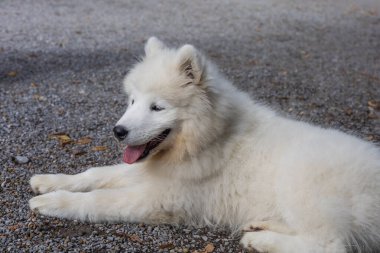 Samoyed - güzel bir Sibirya beyaz köpeği cinsi. Dört aylık köpek yavrusu yürüyüşe çıktı..