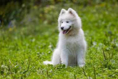 Samoyed - güzel bir Sibirya beyaz köpeği cinsi. Dört aylık köpek yavrusu yürüyüşe çıktı..