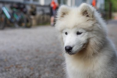 Samoyed - güzel bir Sibirya beyaz köpeği cinsi. Dört aylık köpek yavrusu yürüyüşe çıktı..