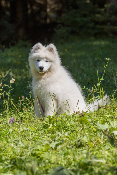 Samoyed Vacker Ras Sibirisk Vit Hund Fyra Månader Gammal Valp — Stockfoto