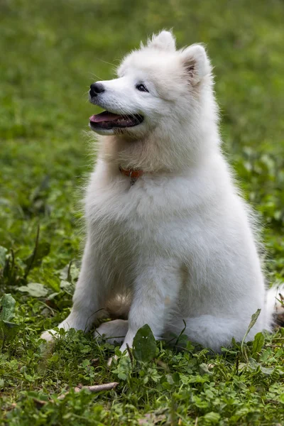Samoyedo Raza Hermosa Del Perro Siberiano Blanco Cachorro Cuatro Meses —  Fotos de Stock