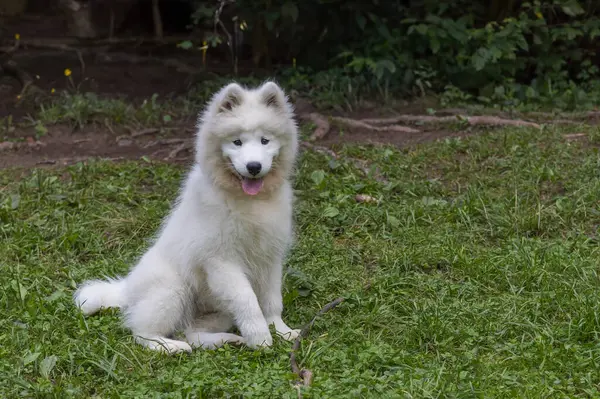 Самоїд Красива Порода Сибірських Білих Собак Чотиримісячний Цуценя Прогулянці — стокове фото