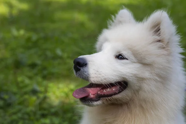 Samoyedo Raza Hermosa Del Perro Siberiano Blanco Cachorro Cuatro Meses —  Fotos de Stock