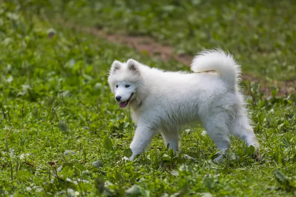 Samoyed Güzel Bir Sibirya Beyaz Köpeği Cinsi Dört Aylık Köpek — Stok fotoğraf