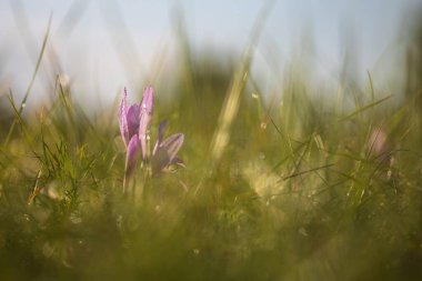 Ocun - Colchicum - yeşil çimenlikteki çayırda renkli bir çiçek. Fotoğrafta eski bir merceğin yarattığı güzel bir resim var..