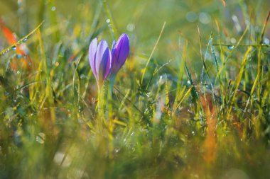 Ocun - Colchicum - yeşil çimenlikteki çayırda renkli bir çiçek. Fotoğrafta eski bir merceğin yarattığı güzel bir resim var..