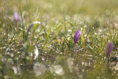 Ocun - Colchicum - yeşil çimenlikteki çayırda renkli bir çiçek. Fotoğrafta eski bir merceğin yarattığı güzel bir resim var..