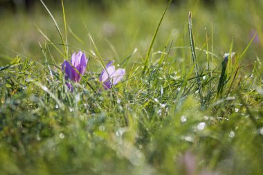Ocun - Colchicum - yeşil çimenlikteki çayırda renkli bir çiçek. Fotoğrafta eski bir merceğin yarattığı güzel bir resim var..