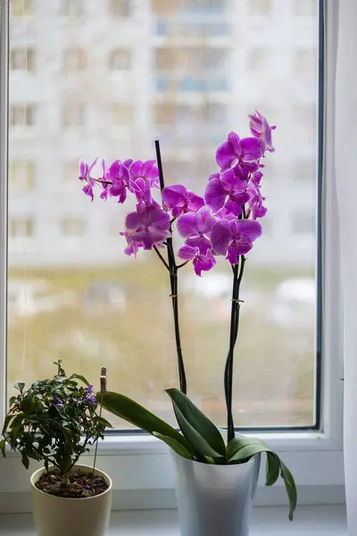 Flor Rosa Interior Orquídea Una Maceta Está Alféizar Ventana —  Fotos de Stock