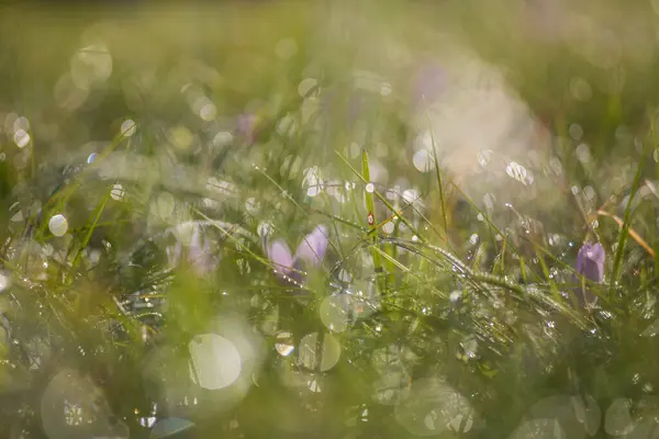Ocun Colchicum Kolorowy Kwiat Łące Zielonej Trawie Zdjęcie Piękny Bokeh — Zdjęcie stockowe