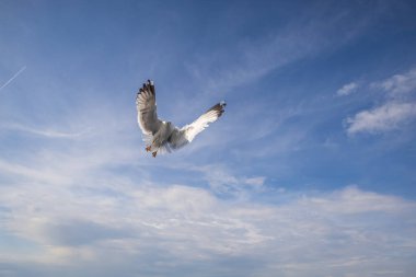 Martı - Larus marinus kanatlarını açıp havada uçar. Mavi gökyüzü. Arka plandaki liman..