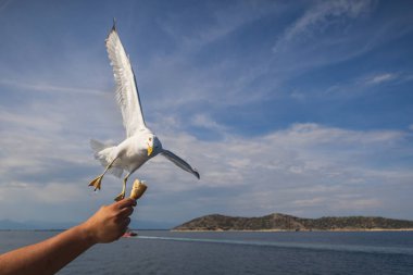 Martı - Larus marinus kanatlarını açıp havada uçar. Mavi gökyüzü. Arka plandaki liman..