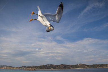 Martı - Larus marinus kanatlarını açıp havada uçar. Mavi gökyüzü. Arka plandaki liman..