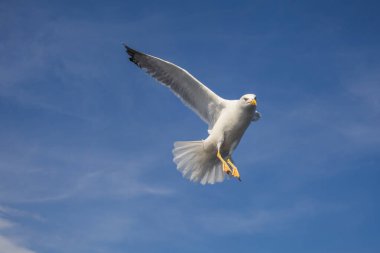 Martı - Larus marinus kanatlarını açıp havada uçar. Mavi gökyüzü. Arka plandaki liman..