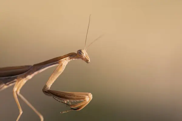 Mantis Mantis Religiosa Grünes Tier Sitzt Auf Einem Grashalm Auf — Stockfoto