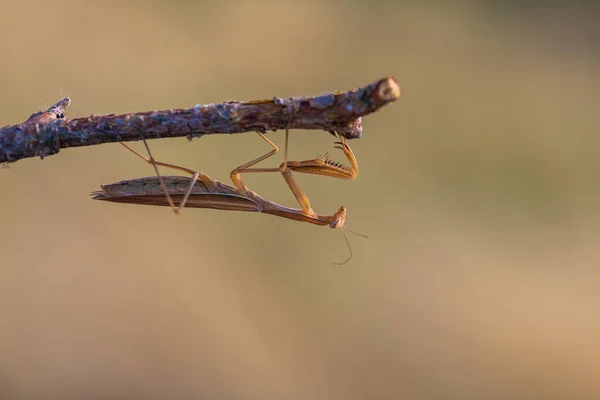 Mantis Mantis Religiosa Animal Verde Sentado Una Brizna Hierba Prado —  Fotos de Stock