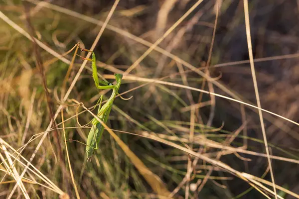 螳螂宗教的绿色动物 坐在草地上的草叶上 — 图库照片
