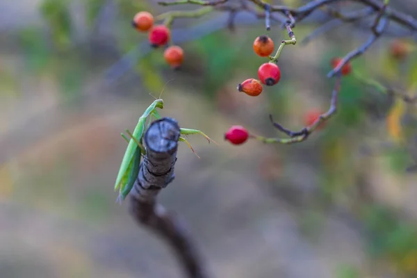 螳螂宗教的绿色动物 坐在草地上的草叶上 — 图库照片