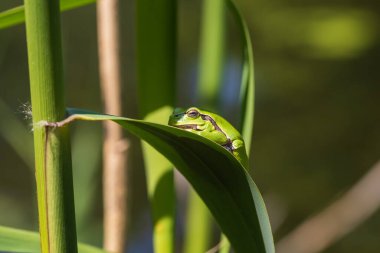Hyla arborea - Sapında yeşil ağaç kurbağası. Arka plan yeşil. Fotoğrafta güzel bir bokeh var. Vahşi fotoğraf